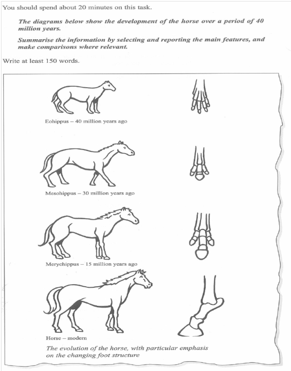 IELTS Writing Task 1 Horse Evolution