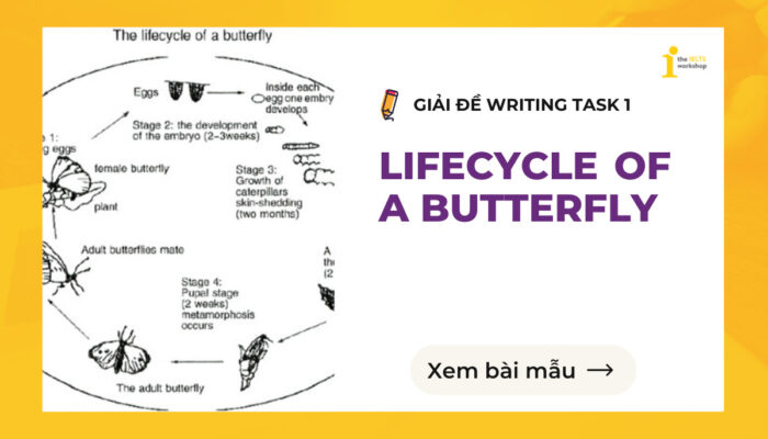 Topic: Life cycle of a butterfly | Bài mẫu và Từ vựng IELTS Writing Task 1
