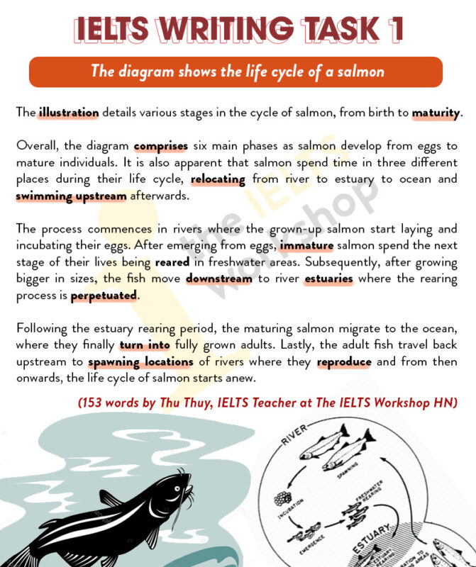 life cycle of a salmon
