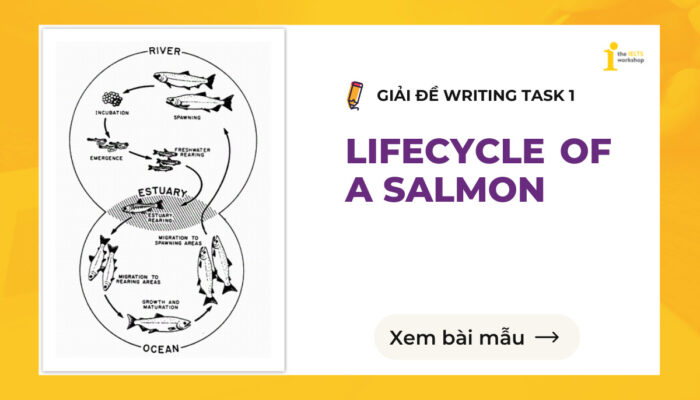 Topic: LIFE CYCLE OF A SALMON | Bài mẫu IELTS Writing Task 1