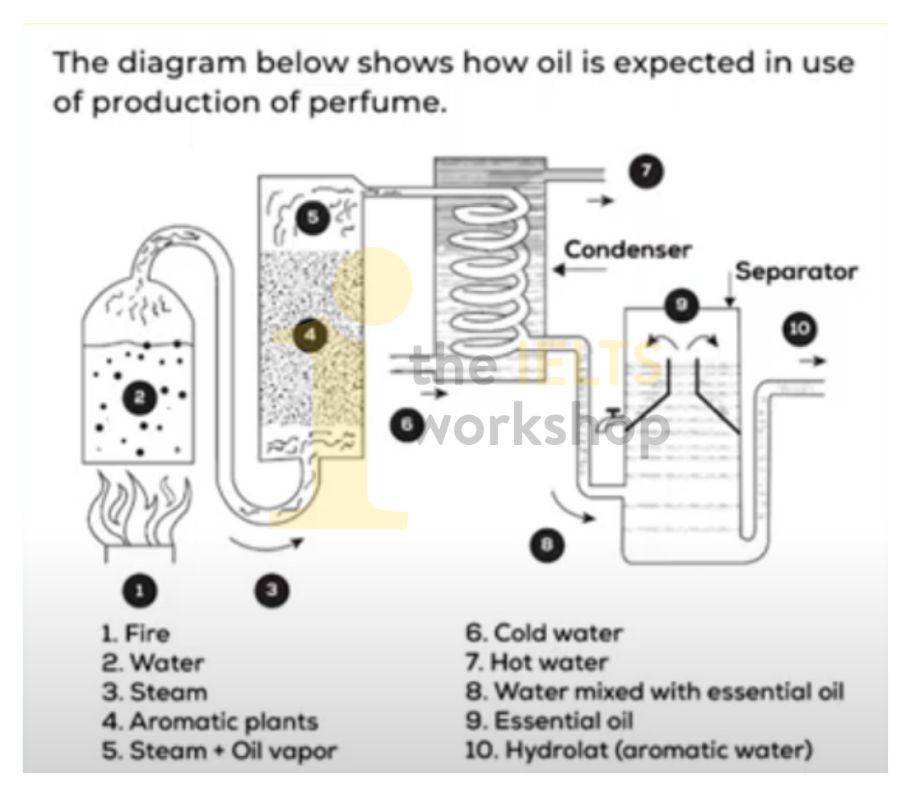 The diagram below shows how oil is expected in use of production of perfume