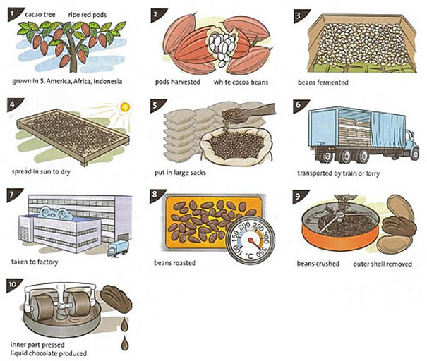 The diagram shows how cocoa is processed