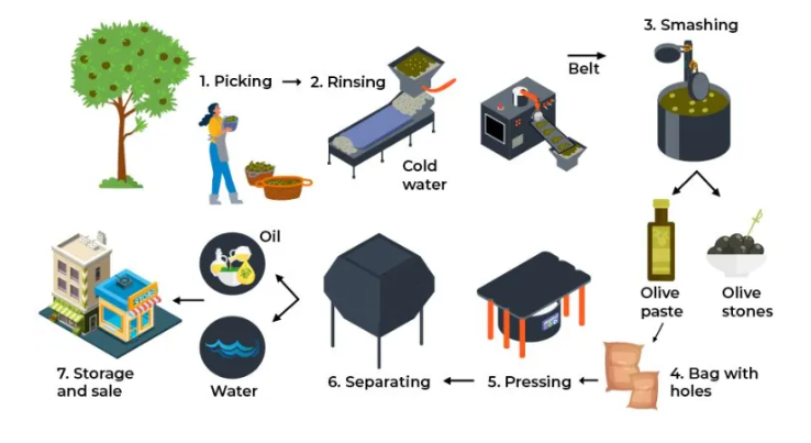 The diagram below shows the production of olive oil.