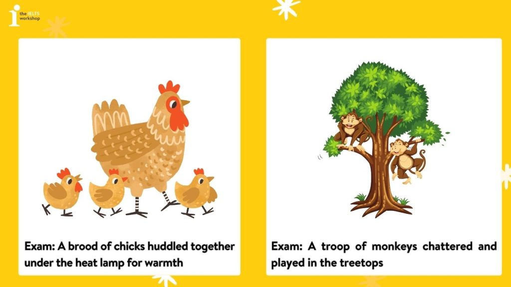 Collective Noun chỉ động vật - Các loại danh từ tập hợp trong Tiếng Anh