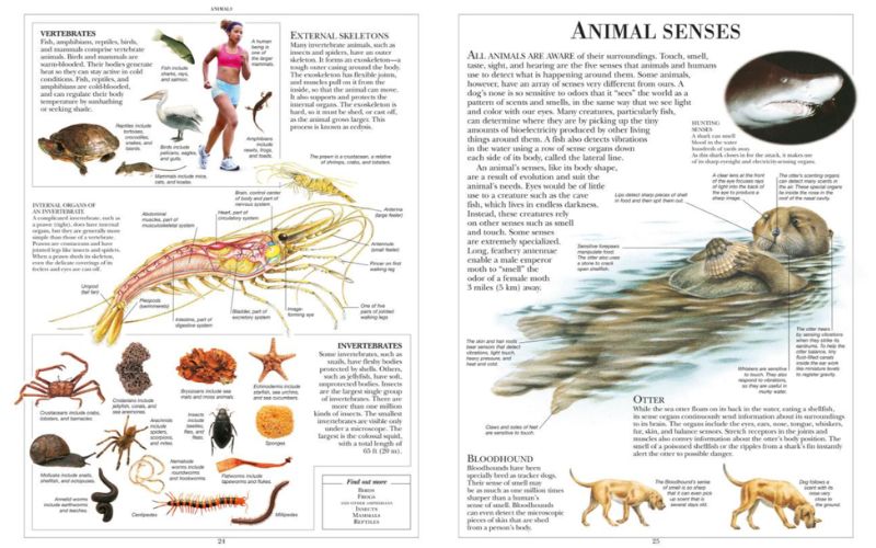 Children's Illustrated Encyclopedia