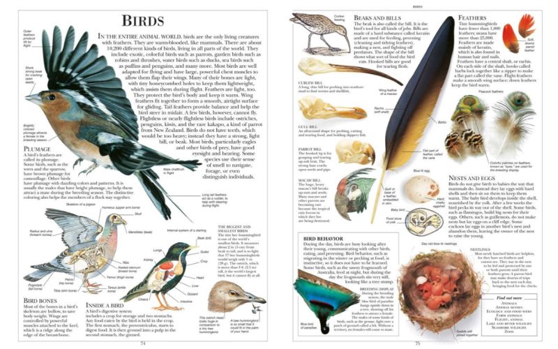 Children's Illustrated Encyclopedia