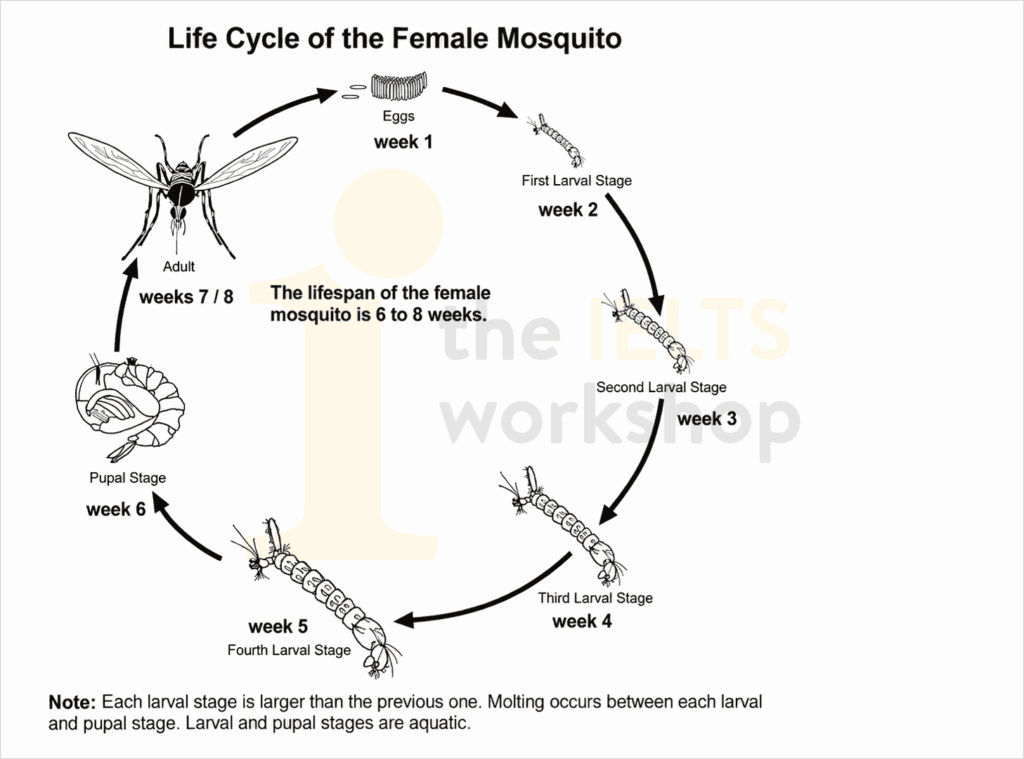 the life cycle of the female mosquito