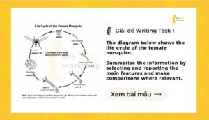 Giải IELTS Writing Task 1: The life cycle of the female mosquito