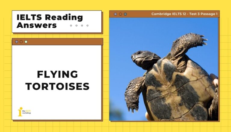 Flying Tortoises